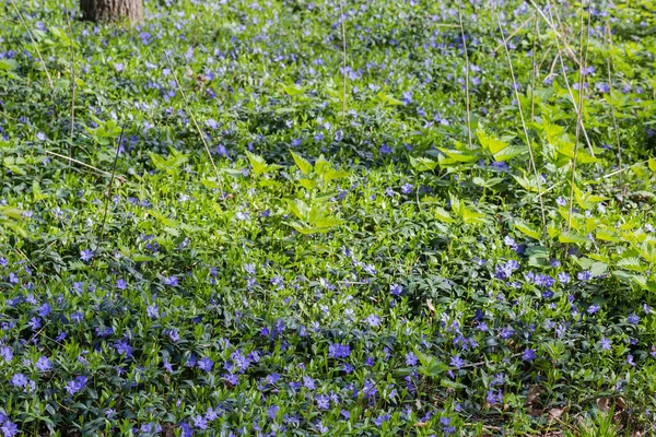 Fragment Glade Spring Forest Overgrown Blooming Wild Vinca Also Known — Stock fotografie