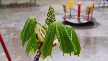 Yağmur sırasında yaprakları ve tomurcukları olan at kestanesi dalı