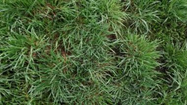 Yağmurdan sonra ıslak, yüksek, vahşi otlar.