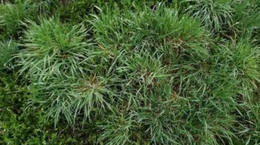 Yağmurdan sonra ıslak, yüksek, vahşi otlar.