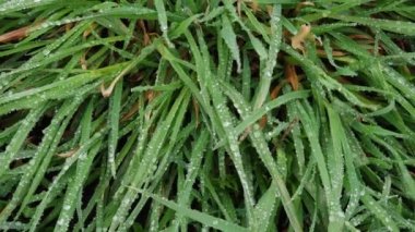 Yağmurdan sonra su damlalarıyla kaplı çimen yaprakları