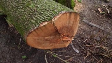 Kesilmiş eski kalın dişbudak ağacının gövdesi, son görüntü.