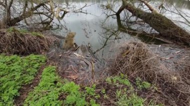 İlkbaharda devrilmiş yaşlı ağaçlarla dolu bir göl