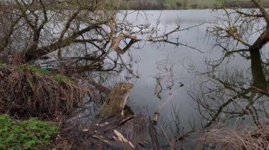 İlkbaharda devrilmiş yaşlı ağaçlarla dolu bir göl