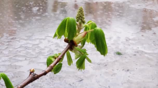雨天有幼叶和芽的马栗枝 — 图库视频影像