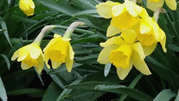 雨風の強い日に黄色の花を持つナルシスの茂み — ストック動画