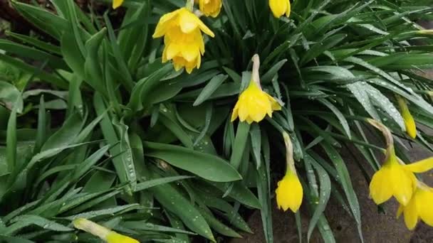 Arbustos Narciso Con Flores Amarillas Tiempo Lluvioso Ventoso — Vídeos de Stock