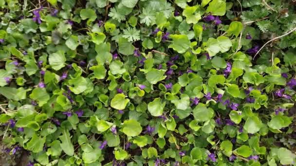 雨の後に緑の上に野生の紫色を咲かせ トップビュー — ストック動画