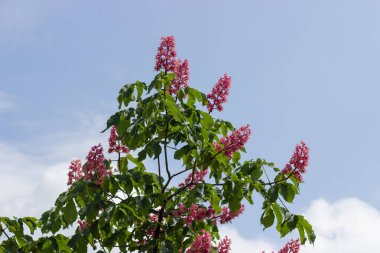 Gökyüzüne karşı bir ağacın tepesinde açan kırmızı at kestanesinin enfloresanları