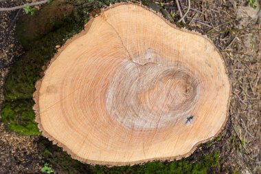 Büyüme halkaları ve testere izleri olan eski, kalın dişbudak ağacının ıslak gövdesi, bulutlu havada üst görüntü.