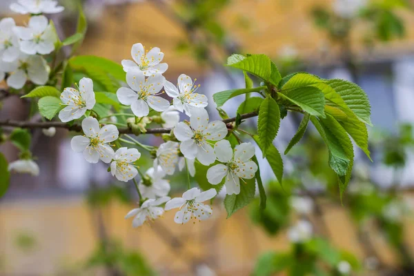 开花结果的樱桃树枝干 开着花和嫩叶 背景模糊 天气晴朗 — 图库照片