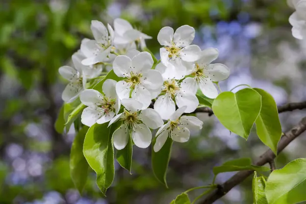 花や新鮮な葉を背景にした梨の木の枝 晴れた日に選択的な焦点でクローズアップ — ストック写真