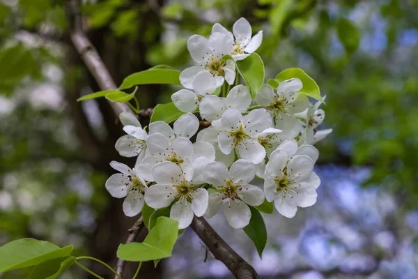 梨树分枝 花和鲜叶 背景模糊 特写特写 — 图库照片