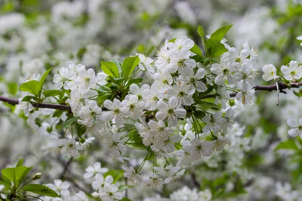Větvička Kvetoucí Třešně Květinami Mladými Listy Rozmazaném Pozadí Slunečného Počasí — Stock fotografie