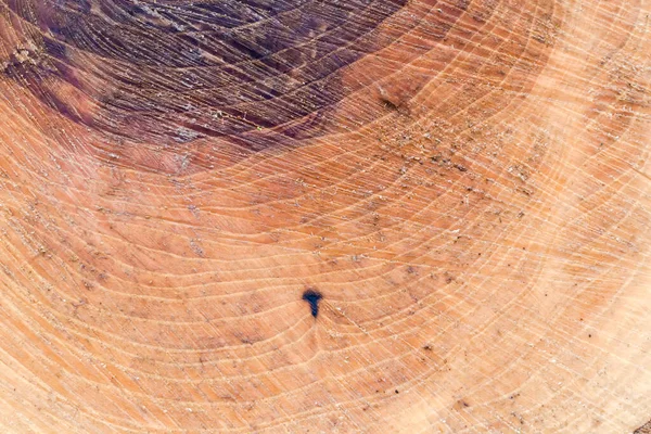 Texture of the wet surface of cross section of the freshly sawn old thick ash tree with growth rings and chainsaw traces, fragment close-up in overcast rainy weather