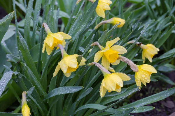 Bush Del Narciso Cultivado Con Flores Amarillas Cubiertas Con Gotas — Foto de Stock