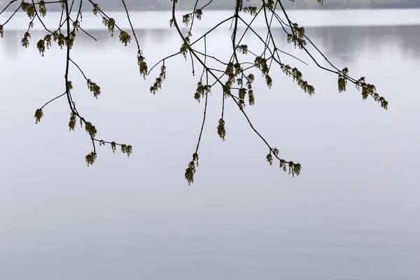 開花灰の湿った枝 小さな花の花序を持つカエデの葉 曇りの春の朝に湖の穏やかな水の上にぶら下がっている — ストック写真