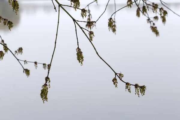 盛开的灰叶枫树的潮湿枝干 花朵丛生 春日的早晨 湖面上静谧静谧 有选择的凝视 — 图库照片