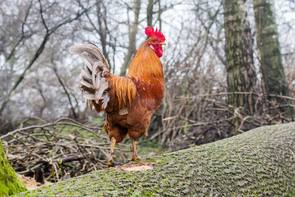 有红色羽毛和白色羽毛尾翼的公鸡 是在阴天里在树桩上散步时被抚养长大的 — 图库照片