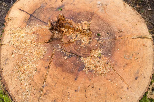 Tronco Molhado Árvore Cinzas Grossa Velha Recém Serrada Com Anéis — Fotografia de Stock