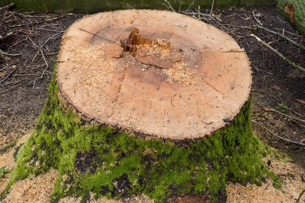 내리는 날씨에 나이테와 톱밥으로 뒤덮인 재로된 나무의 그루터기 — 스톡 사진