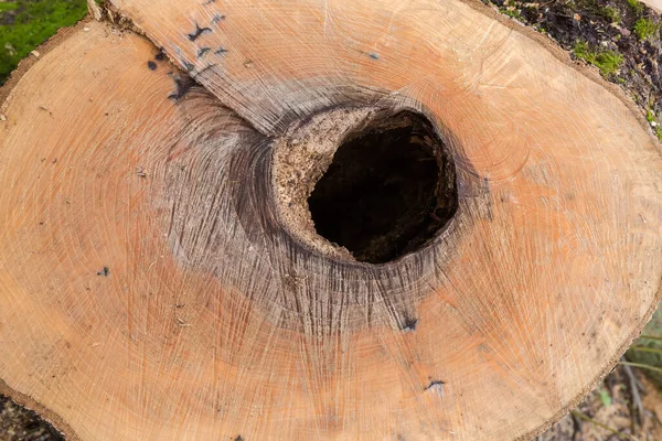 Souche Humide Vieux Frêne Épais Avec Creux Anneaux Croissance Traces — Photo