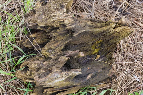 Partly Rotten Freshwater Snag Part Old Tree Trunk Pulled Out — Stock Photo, Image