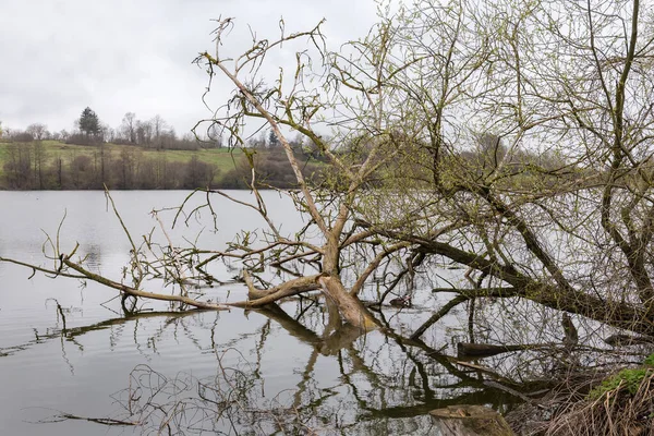 Lehullott Öreg Száraz Fák Nyugodt Vízben Előtérben Borús Tavaszi Napon — Stock Fotó