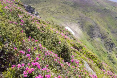 Dağ yamacı, güneşli bir günde, uzak yamacın bulanık arka planında, ön planda çiçek açan rhododendron ile kaplı.