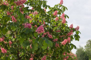 Çiçekli kırmızı at kestanesi ağaçlarının dalları Bulutlu gökyüzüne karşı kızılötesi dalgalar