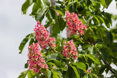 Çiçek açan kırmızı at kestanesinin enfloresanları dinlenme ağacının bulanık arka planında bir dalda