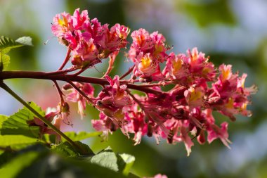 Bulanık bir arka planda kırmızı at kestanesinin enfeksiyonu. Seçici odak noktasında yakın plan.
