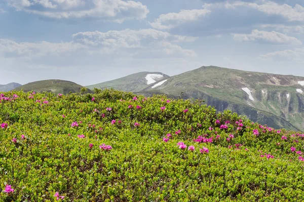 山系を背景にシャクナゲが咲き乱れる高山草原と 薄雲が広がる空 — ストック写真