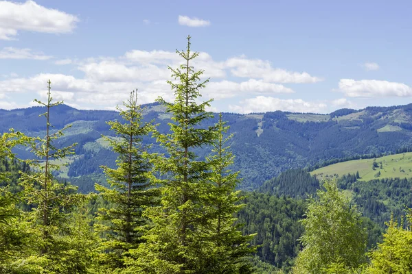 Tree Tops Young Fir Foreground Mountain Range Sky Sunny Day — Stock Photo, Image