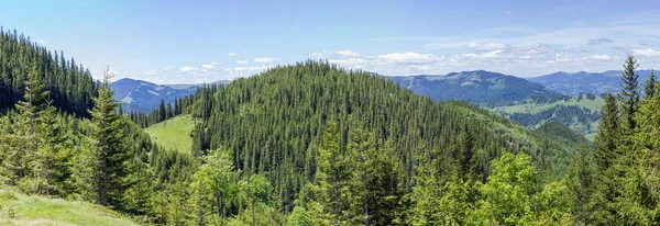 전나무 숲으로 뒤덮인 산비탈 과맑은 여름날의 파노라마같은 — 스톡 사진
