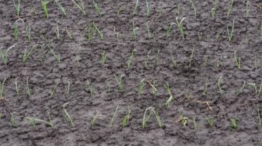 Genç sarımsak sıraları bulutlu havada tarlada