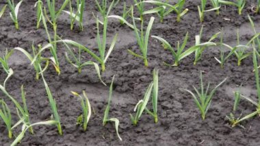 Genç sarımsak sıraları bulutlu havada tarlada