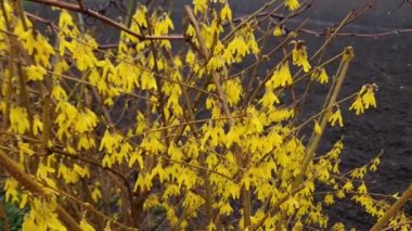 Yağmurlu havalarda açan sarı çiçekli ağaçların dalları.