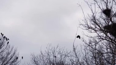 Bulutlu gökyüzüne karşı uzun ağaçlarda sayısız karga yuvası