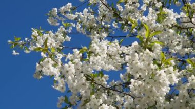 Rüzgarlı ve güneşli bir havada açık gökyüzüne karşı açan kiraz dalları.