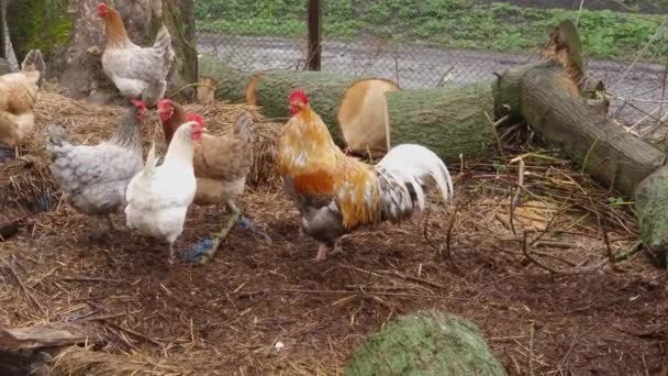 农场里有灰公鸡和色彩斑斓的母鸡的黄色 — 图库视频影像