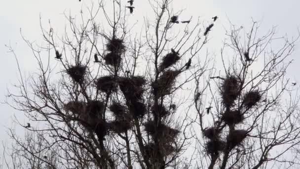 Banyak Sarang Burung Gagak Pada Maples Tinggi Terhadap Langit Berawan — Stok Video