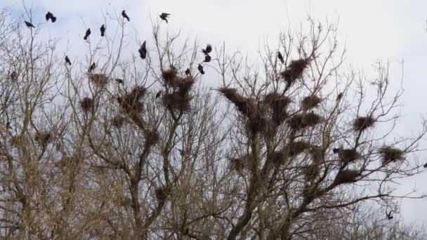 Banyak Sarang Burung Gagak Pada Maples Tinggi Terhadap Langit Berawan — Stok Video