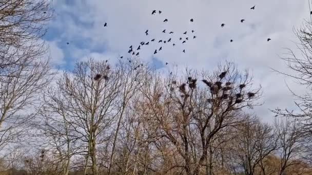 Liczne Gniazda Wron Wysokich Drzewach Przeciw Zachmurzonemu Niebu — Wideo stockowe