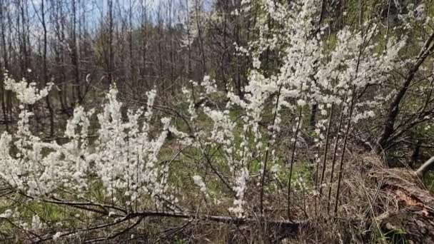在朦胧的背景下在森林里盛开的野樱桃 — 图库视频影像