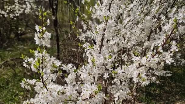 Kvetoucí Divoké Třešně Lese Rozmazaném Pozadí — Stock video