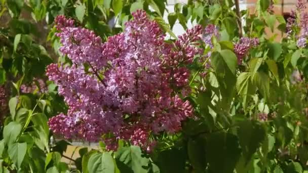 Суцвіття Фіолетового Бузку Вітряну Сонячну Погоду Крупним Планом — стокове відео