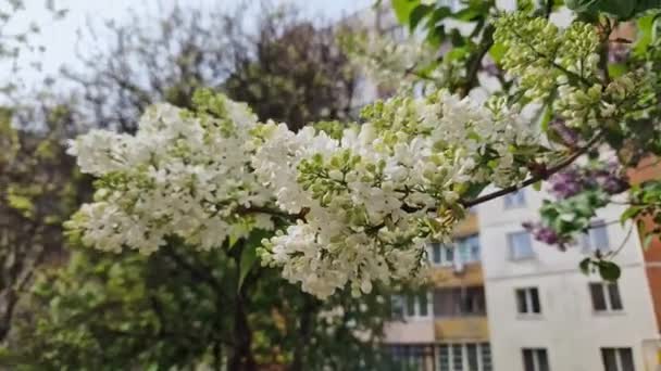 Branch Bluming White Lilac Blurred Background Building — Stock Video