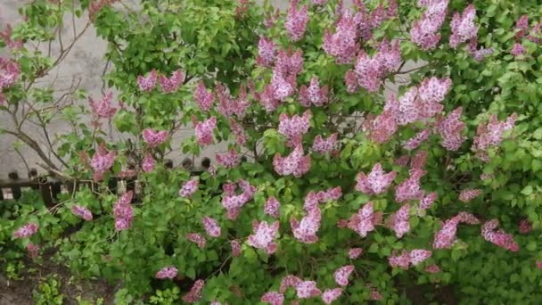 Arbustos Bluming Lila Púrpura Vista Superior Tiempo Nublado — Vídeos de Stock