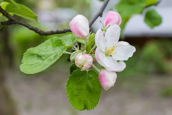 开花结果的苹果树枝条 花蕾和幼叶 背景模糊 天气阴霾 特写特写 — 图库照片